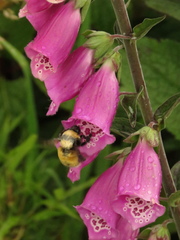 Bombus robustus
