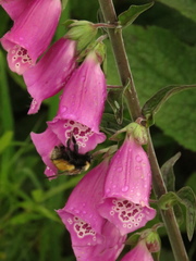 Bombus robustus