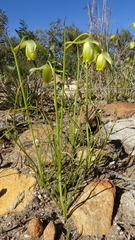 Albuca juncifolia