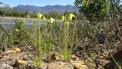 Albuca juncifolia