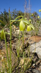 Albuca juncifolia