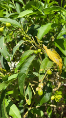 Magnoliopsida