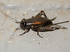 Gryllus pennsylvanicus
