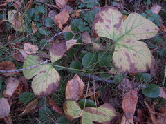 Rubus humulifolius