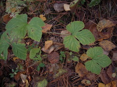Rubus humulifolius