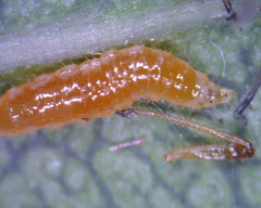 Aphidoletes aphidimyza