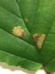 Caloptilia superbifrontella