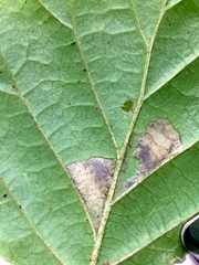 Caloptilia superbifrontella