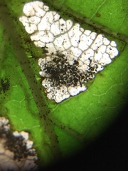 Caloptilia superbifrontella