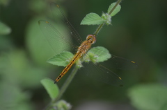Pantala flavescens