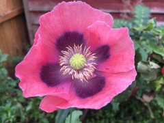 Papaver somniferum