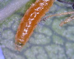 Aphidoletes aphidimyza