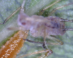 Aphidoletes aphidimyza