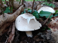 Agaricus