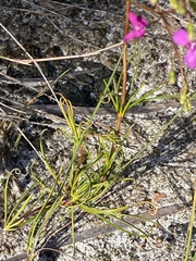 Stylidium scandens