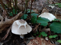 Agaricus