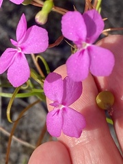 Stylidium scandens