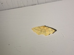 Tetracis jubararia