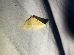 Tetracis jubararia