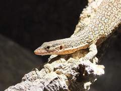 Peacock Monitor photo 3