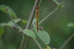 Pantala flavescens
