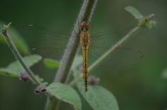 Pantala flavescens