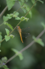 Pantala flavescens