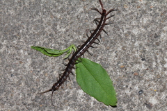 Rhysida immarginata