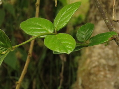 Viburnum triphyllum
