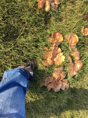 Fungi