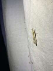 Crambus cypridalis