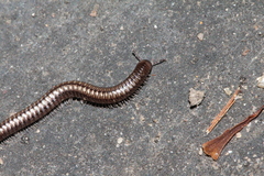 Anaulaciulus tonginus