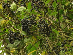 Viburnum triphyllum