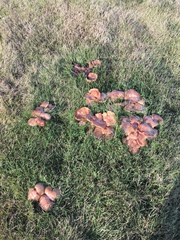 Fungi