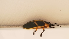 Mecistomela marginata