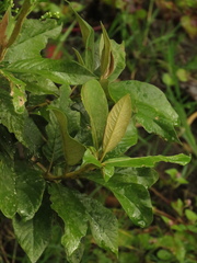Critoniopsis bogotana
