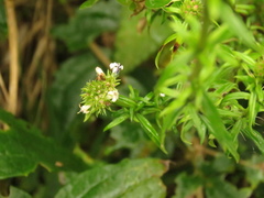 Galianthe bogotensis