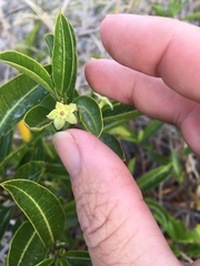 Gymnanthera oblonga