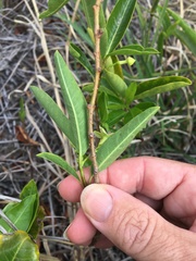 Gymnanthera oblonga