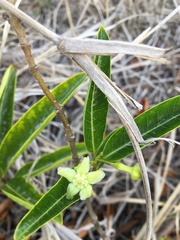 Gymnanthera oblonga