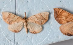 Eulithis diversilineata
