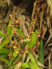 Cyrtochilum cimiciferum
