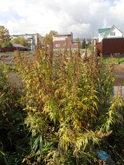 Artemisia vulgaris kamtschatica