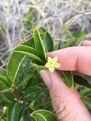 Gymnanthera oblonga