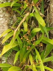 Cyrtochilum cimiciferum