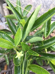 Gymnanthera oblonga
