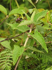 Munnozia senecionidis