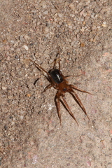 Phrurolithidae