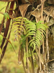 Serpocaulon sessilifolium