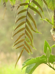 Serpocaulon sessilifolium